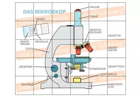 Vorschau - Spiele - Mikroskop – digitales Puzzle für Computer & iPad - Seite 1