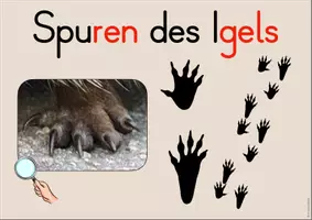 Vorschau - Arbeitsblätter - Igel Tafelmaterial - Seite 3
