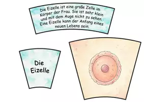 Vorschau - Stationenlernen - Schwangerschaft – 2 differenzierte Lese-Legekreise auf A1- und B1-Niveau - Seite 3