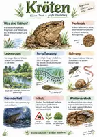 Vorschau - Arbeitsblätter - Lernposter + AB mit Fragen zum Thema "Kröten" + Lösungsblatt + Infografik - Deckblatt