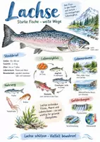 Vorschau - Arbeitsblätter - Lernplakat + AB mit Fragen zum Thema "Lachse" + Lösungsblatt + Infografik - Deckblatt