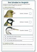 Vorschau - Arbeitsblätter - Vogelschnäbel und Nahrungserwerb – Mission Schnabelcheck | Biologie Klasse 5-6 - Seite 3