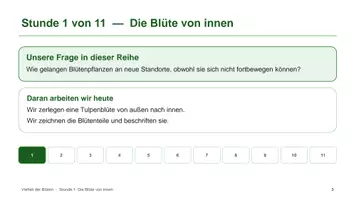 Vorschau - Unterrichtsreihen - Unterrichtsreihe: Blütenpflanzen - Seite 2