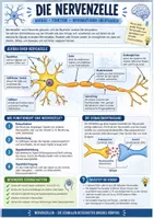 Vorschau - Arbeitsblätter - Die Nervenzelle - Aufbau und Funkion | Unterrichsreihe "Das Nervensystem", Biologie 8.-10. Klasse - Seite 1