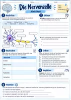 Vorschau - Arbeitsblätter - Die Nervenzelle - Aufbau und Funkion | Unterrichsreihe "Das Nervensystem", Biologie 8.-10. Klasse - Seite 2