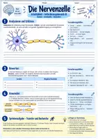 Vorschau - Arbeitsblätter - Die Nervenzelle - Aufbau und Funkion | Unterrichsreihe "Das Nervensystem", Biologie 8.-10. Klasse - Seite 3