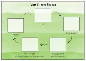 Vorschau - Stationenlernen - Der Frosch - Lebenszyklus Zuordnung (auch für Safari Ltd) - Seite 2