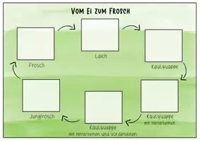 Vorschau - Stationenlernen - Der Frosch - Lebenszyklus Zuordnung (auch für Safari Ltd) - Seite 3