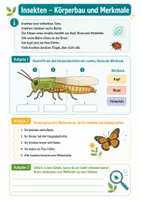 Vorschau - Arbeitsblätter - Wirbellose Tiere entdecken kompakt – Biologie, Klasse 5–6 - Seite 3