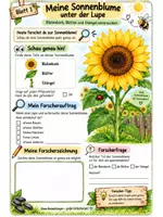 Vorschau - Arbeitsblätter - Forscherheft Sonnenblume + Experiment und Lösungsblätter 🌻 - Seite 1
