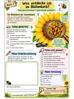 Vorschau - Arbeitsblätter - Forscherheft Sonnenblume + Experiment und Lösungsblätter 🌻 - Seite 2