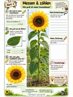Vorschau - Arbeitsblätter - Forscherheft Sonnenblume + Experiment und Lösungsblätter 🌻 - Seite 3