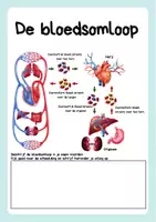 Voorbeeld - Het hart- en bloedsomloopsystem - Antomie - Biologie - Pagina 2