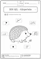 Vorschau - Arbeitsblätter - Igel Arbeitsblätter Klasse 1 – Sachunterricht mit Lösungen - Seite 1