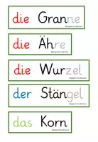 Vorschau - Präsentationen/Tafelbilder - Tafelmaterial Bestandteile Getreidepflanze - Seite 3