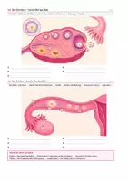 Vorschau - Interaktives Material - Sexualkunde: Befruchtung - interaktive Lerneinheit - Seite 2