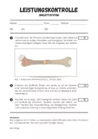 Vorschau - Test - Sportbiologische Grundlagen ⎮ Skelettsystem - Leistungskontrolle für Klasse 10 bis 13 - Seite 2