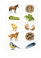 Vorschau - Spiele - Lernspiel über Tiere, Spuren und ungewöhnliche Fundstücke - Seite 1