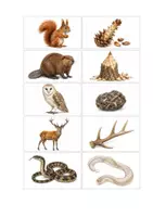 Vorschau - Spiele - Lernspiel über Tiere, Spuren und ungewöhnliche Fundstücke - Seite 2