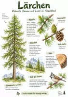 Vorschau - Arbeitsblätter - Lernplakat + AB mit Fragen zum Thema "Lärchen" + Lösungsblatt + Infografik - Deckblatt