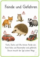 Vorschau - Merkblätter - Igel Wissenskarten – Sachunterricht Klasse 1–2 - Seite 3
