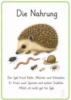 Vorschau - Merkblätter - Igel Wissenskarten – Sachunterricht Klasse 1–2 - Seite 2
