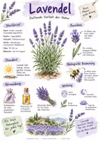 Vorschau - Arbeitsblätter - Lernplakat + AB mit Fragen zum Thema "Lavendel" + Lösungsblatt + Infografik - Seite 1
