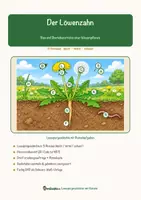 Vorschau - Arbeitsblätter - Der Löwenzahn – Lesespurgeschichte mit Rätselaufgaben (Klasse 8) - Seite 1