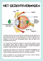 Voorbeeld - Zintuigorgaan - Het oog: bouw en werking - Pagina 2