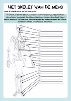 Voorbeeld - Anatomie skelet - Biologie - Pagina 1
