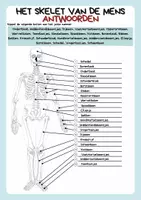 Voorbeeld - Anatomie skelet - Biologie - Pagina 2