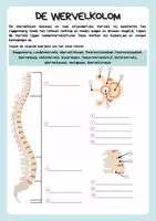 Voorbeeld - Anatomie skelet - Biologie - Pagina 3
