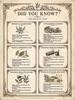 Vista previa - Decoración del aula - Pósters Educativos 6 Hierbas Mágicas | Vintage Botanical | Ciencias Naturales en Inglés - página 2