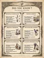 Vista previa - Decoración del aula - Pósters Educativos 6 Hierbas Mágicas | Vintage Botanical | Ciencias Naturales en Inglés - página 3