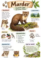 Vorschau - Arbeitsblätter - Lernplakat + AB mit Fragen zum Thema "Marder" + Lösungsblatt + Infografik - Deckblatt