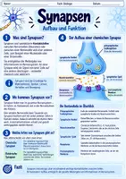 Vorschau - Stundenentwürfe - Synapsen- Aufbau und Signalweiterleitung | Unterrichtsreihe "Das Nervensystem", Biologie 9.-10. Klasse - Seite 1