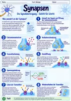 Vorschau - Stundenentwürfe - Synapsen- Aufbau und Signalweiterleitung | Unterrichtsreihe "Das Nervensystem", Biologie 9.-10. Klasse - Seite 2