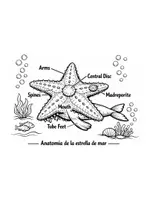 Vista previa - Hojas de trabajo - Anatomía de Animales Marinos para Colorear - 8 Fichas Didácticas - Portada