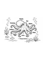 Vista previa - Hojas de trabajo - Anatomía de Animales Marinos para Colorear - 8 Fichas Didácticas - página 2