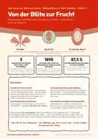 Vorschau - Arbeitsblätter - Von der Blüte zur Frucht – Biologie Klasse 5/6 - Seite 1