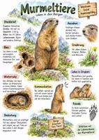 Vorschau - Arbeitsblätter - Lernplakat + AB mit Fragen zum Thema "Murmeltiere" + Lösungsblatt + Infografik - Deckblatt