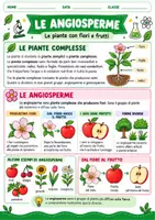 anteprima - Esercizi - Piante semplici e piante complesse suola primaria - Pagina 1