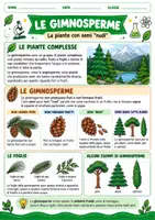 anteprima - Esercizi - Piante semplici e piante complesse suola primaria - Pagina 2