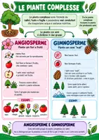 anteprima - Esercizi - Piante semplici e piante complesse suola primaria - Pagina 3