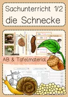 Vorschau - Arbeitsblätter - Biene, Frosch, Schmetterling und Schnecke Materialpaket Sachunterricht Klasse 1 & 2 - Seite 1