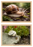 Vorschau - Arbeitsblätter - Biene, Frosch, Schmetterling und Schnecke Materialpaket Sachunterricht Klasse 1 & 2 - Seite 2