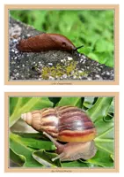 Vorschau - Arbeitsblätter - Biene, Frosch, Schmetterling und Schnecke Materialpaket Sachunterricht Klasse 1 & 2 - Seite 3