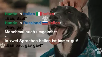 Vorschau - Fördermaterial/Inklusion - 🐾 Tierlaute weltweit | Generatives Schreiben mit Satzmustern | DaZ/DaF - Seite 1