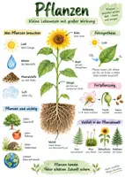 Vorschau - Arbeitsblätter - Lernplakat + AB mit Fragen zum Thema "Pflanzen" + Lösungsblatt + Mindmap + Infografik - Deckblatt