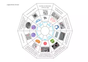 Vorschau - Spiele - Eukaryotische Organellen – Legekreis - Seite 2